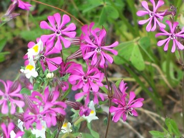 Silene colorata